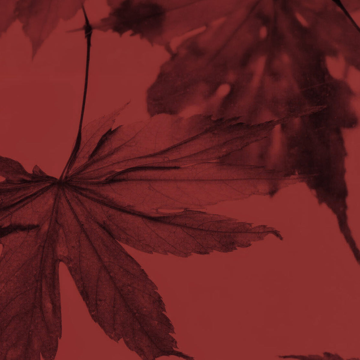 The Kissu Lip Mask Japanese Maple Red